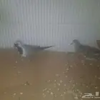 جوز قماري ماسي ملكي و جوز يمام مقنع
