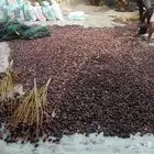تمر جديد علف الحلال
