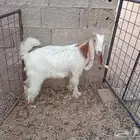 معزا