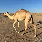 قعود حر سبوق