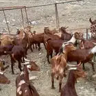 تيوس بلدي شرط و شحم فل ما شاء الله تبارك الله