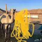 قعود بري . الموقع ضواحي جبل الوز