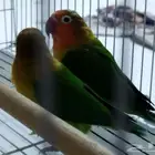 زوج فيشر منتج