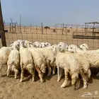 رخال حريه طيبه 19(تم البيع )