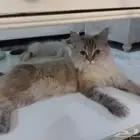 عدد 2 قطة أنثى للتبتي