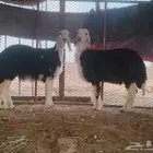رخل وخروف نجديه جروم ناهيه