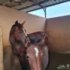 فرس انجليزيه