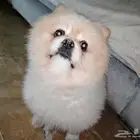 كلاب حديثي ولادة ذكر و انثى