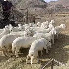 22 خروف مشروطه 4 اشهر