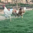 دجاج بياض للبيع
