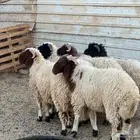 خرفان نعيم
