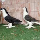 شيرازيات اسود
