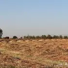 ذره جيزانيه حمراء ناعمه