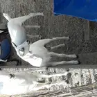 تيوس وجفار لبانيه