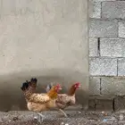 دجا بلدي بياضض
