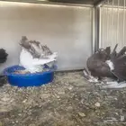 زوج رقاص مع انتاجه