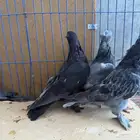 حمام تركي