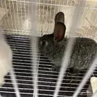 ارانب صغيره للبيع
