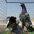 زوج حمام رامبوري ( تم البيع )
