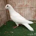 ذكر زاجل ابيض سباق2024