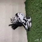 كرنقو