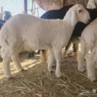 مطلوب حريات ولد أشباب