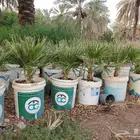 نخل واشنطن