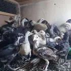 للبيع صوص
