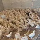فروخ بلدي الوان فواتح للبيع