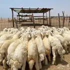 بهم حري 50 ( تم البيع )