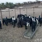 للتاسيس جفرات تم البيع الله يباركه