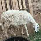 نعجه حريه حايل