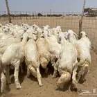 طليان حريه عدد 65(تم البيع )