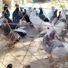 حمام قلاب قطايف طبات