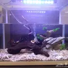 حوض سمك حجم كبير fish aquarium
