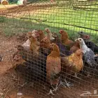 دجاج فيومي للبيع