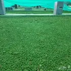 ازولا نبات لتوفير الاعلاف