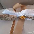 شبوط وحش