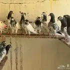 حمام