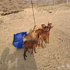 للبيع معزا محايلية