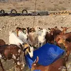 معزا دهم محايلية