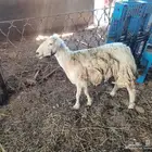 حرية تحتها رخل...1 حيل