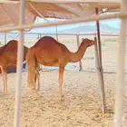 حاشي للبيع