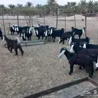 جفرات العدد20 تم البيع الله يباركله