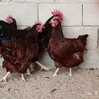 سلالة الرود ايلاند