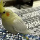 كروان لاتينو أليف