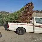 نخيل البيع الطايف عشيرة العرفاء الحويه الوصليه