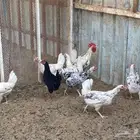 دجاج بلدي ( تم البيع )
