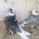 طبات قطيفي دخاني