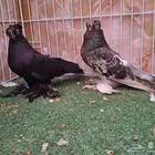 جوز ازوبك حامل رديوس بإنتاجه